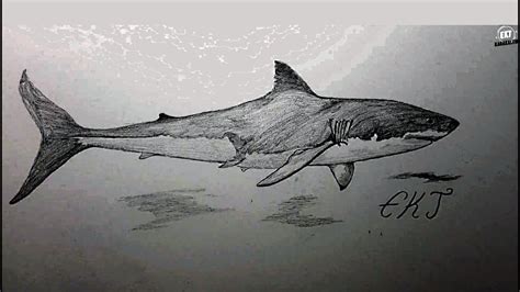 karakalem köpek balığı çizimi